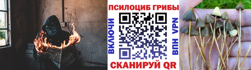 Галлюциногенные грибы Magic Shrooms  Бийск 